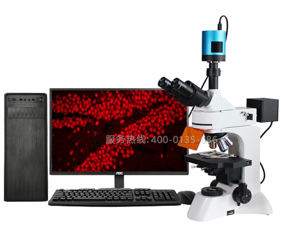 FR-3CL科研級(jí)三目落射熒光顯微鏡LED定制款